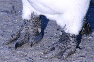 koningspingu&iuml;n detail van poten